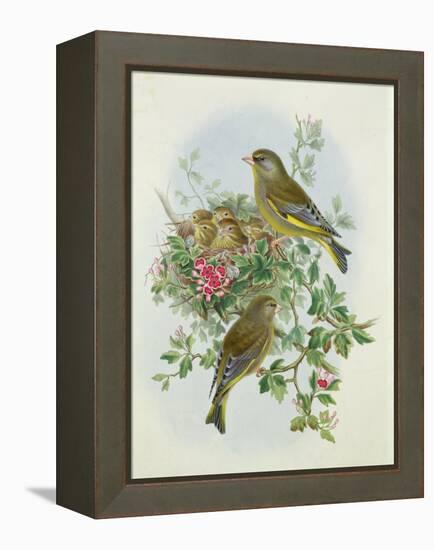 Greenfinch, 1873-John Gould-Framed Premier Image Canvas