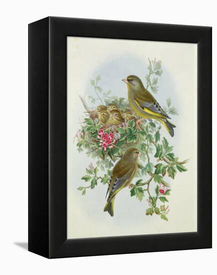 Greenfinch, 1873-John Gould-Framed Premier Image Canvas