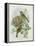 Greenfinch, 1873-John Gould-Framed Premier Image Canvas