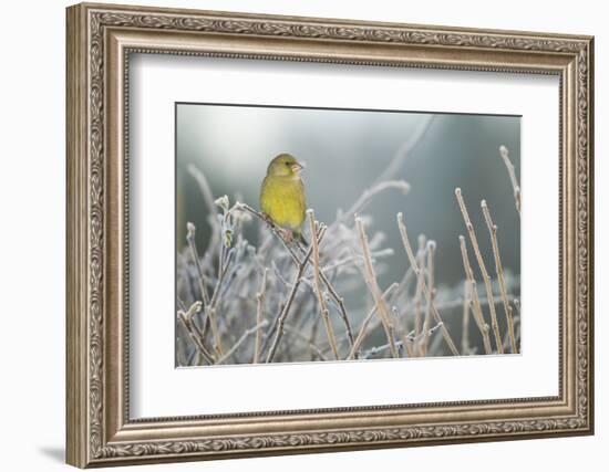 Greenfinch (Carduelis Chloris) Male Perched in Hedgerow in Frost, Scotland, UK, December-Mark Hamblin-Framed Photographic Print