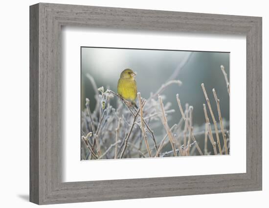 Greenfinch (Carduelis Chloris) Male Perched in Hedgerow in Frost, Scotland, UK, December-Mark Hamblin-Framed Photographic Print