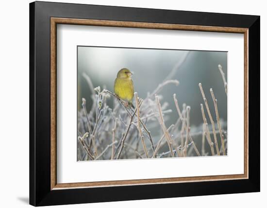 Greenfinch (Carduelis Chloris) Male Perched in Hedgerow in Frost, Scotland, UK, December-Mark Hamblin-Framed Photographic Print