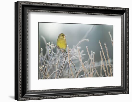 Greenfinch (Carduelis Chloris) Male Perched in Hedgerow in Frost, Scotland, UK, December-Mark Hamblin-Framed Photographic Print