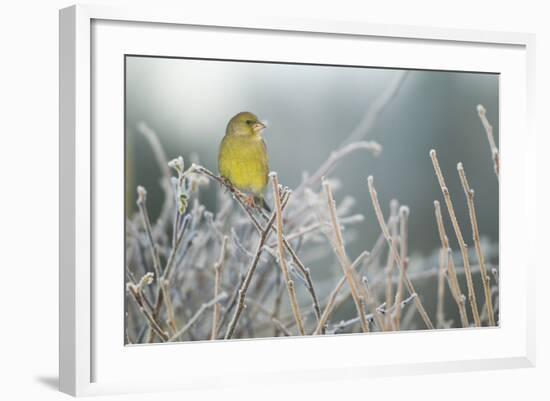 Greenfinch (Carduelis Chloris) Male Perched in Hedgerow in Frost, Scotland, UK, December-Mark Hamblin-Framed Photographic Print