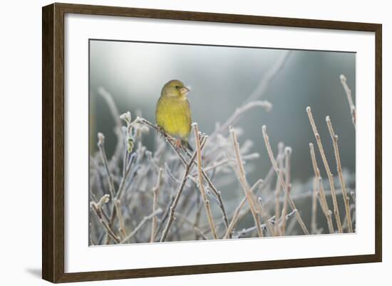 Greenfinch (Carduelis Chloris) Male Perched in Hedgerow in Frost, Scotland, UK, December-Mark Hamblin-Framed Photographic Print