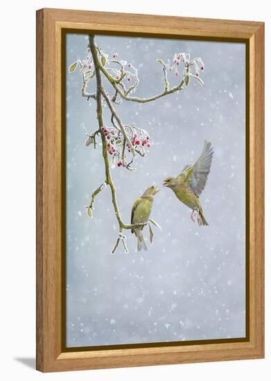 Greenfinch (Carduelis Chloris) Pair-Ben Hall-Framed Premier Image Canvas