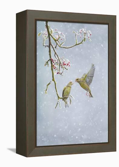 Greenfinch (Carduelis Chloris) Pair-Ben Hall-Framed Premier Image Canvas