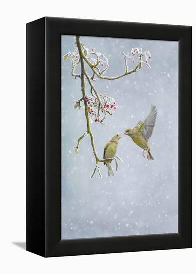 Greenfinch (Carduelis Chloris) Pair-Ben Hall-Framed Premier Image Canvas