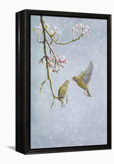 Greenfinch (Carduelis Chloris) Pair-Ben Hall-Framed Premier Image Canvas