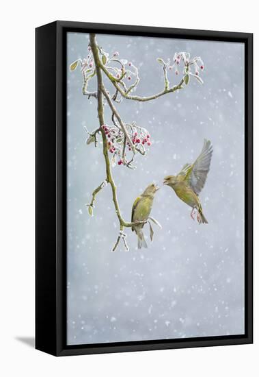 Greenfinch (Carduelis Chloris) Pair-Ben Hall-Framed Premier Image Canvas