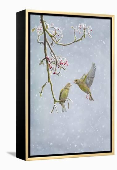 Greenfinch (Carduelis Chloris) Pair-Ben Hall-Framed Premier Image Canvas