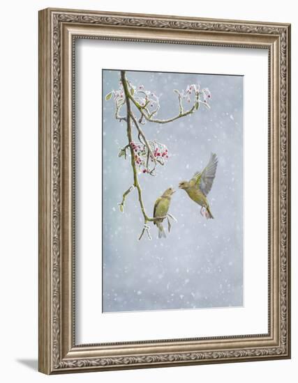 Greenfinch (Carduelis Chloris) Pair-Ben Hall-Framed Photographic Print