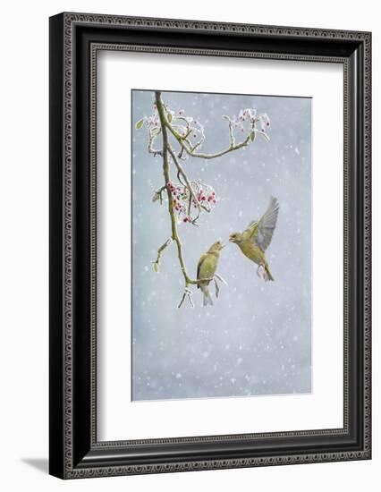 Greenfinch (Carduelis Chloris) Pair-Ben Hall-Framed Photographic Print