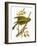 Greenfinch-English-Framed Giclee Print