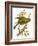 Greenfinch-English-Framed Giclee Print