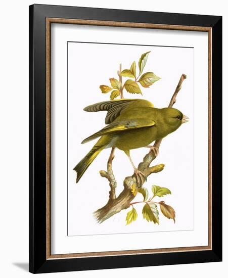 Greenfinch-English-Framed Giclee Print