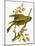 Greenfinch-English-Mounted Giclee Print