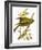 Greenfinch-English-Framed Giclee Print