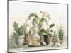 Greenhouse Orchids on Shiplap-Danhui Nai-Mounted Art Print