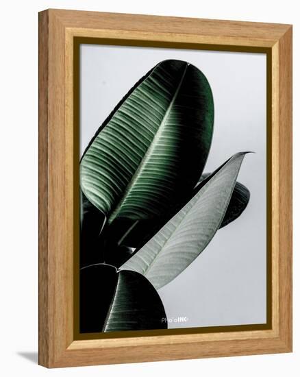 Greenish-PhotoINC Studio-Framed Stretched Canvas