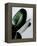 Greenish-PhotoINC Studio-Framed Stretched Canvas