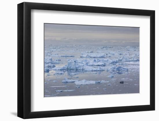 Greenland, Disko Bay, Ilulissat, Elevated View of Floating Ice and Fishing Boat-Walter Bibikow-Framed Photographic Print