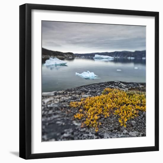 Greenland, Diskobay, Reefs, Sea with Icebergs-Luciano Gaudenzio-Framed Photographic Print