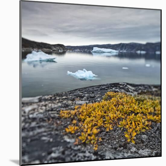 Greenland, Diskobay, Reefs, Sea with Icebergs-Luciano Gaudenzio-Mounted Photographic Print