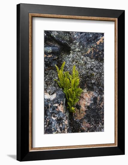 Greenland. Eqip Sermia. Rusty Woodsia growing through a crack in the rock.-Inger Hogstrom-Framed Photographic Print