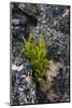 Greenland. Eqip Sermia. Rusty Woodsia growing through a crack in the rock.-Inger Hogstrom-Mounted Photographic Print