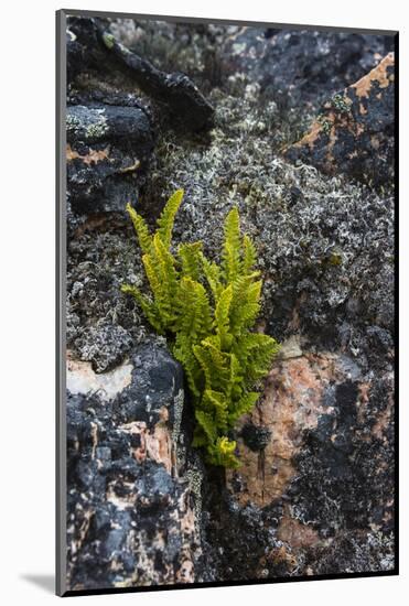 Greenland. Eqip Sermia. Rusty Woodsia growing through a crack in the rock.-Inger Hogstrom-Mounted Photographic Print