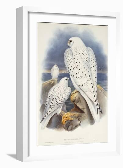 Greenland Falcon, 1862-1873-John Gould-Framed Giclee Print