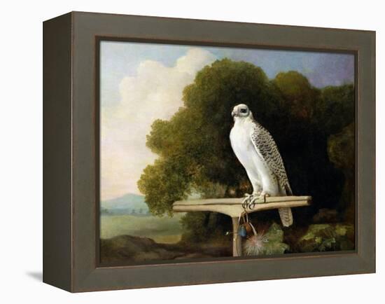 Greenland Falcon (Grey Falcon), 1780 (Oil on Panel)-George Stubbs-Framed Premier Image Canvas