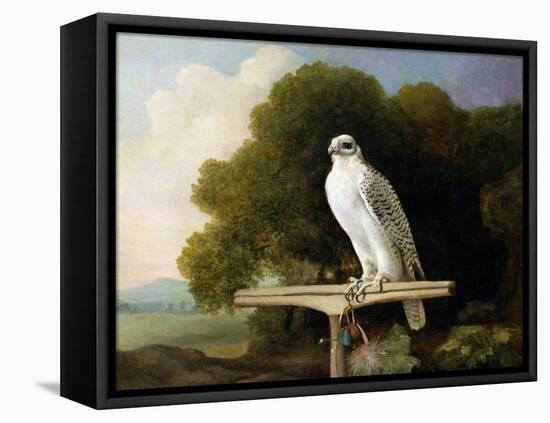 Greenland Falcon (Grey Falcon), 1780 (Oil on Panel)-George Stubbs-Framed Premier Image Canvas