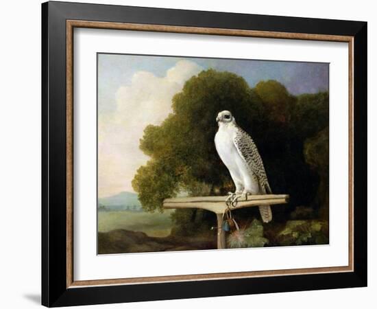 Greenland Falcon (Grey Falcon), 1780 (Oil on Panel)-George Stubbs-Framed Giclee Print