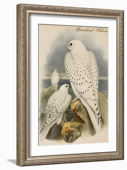 Greenland Falcon-John Gould-Framed Art Print