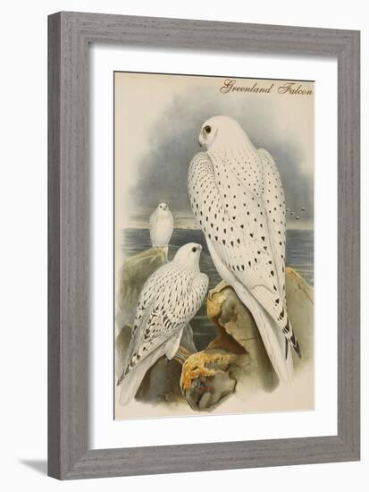 Greenland Falcon-John Gould-Framed Art Print