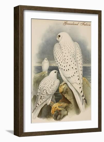 Greenland Falcon-John Gould-Framed Art Print