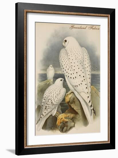 Greenland Falcon-John Gould-Framed Art Print