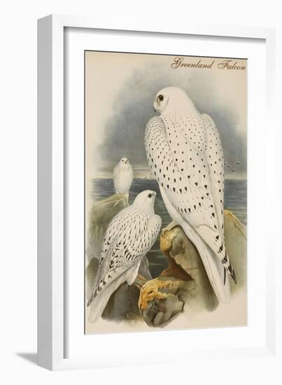 Greenland Falcon-John Gould-Framed Art Print