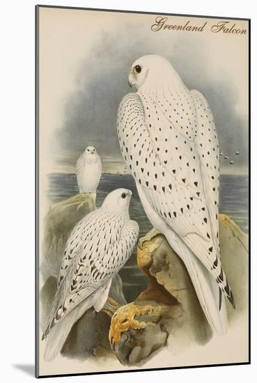 Greenland Falcon-John Gould-Mounted Art Print