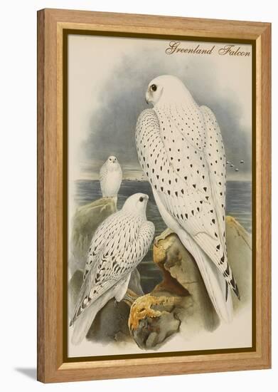 Greenland Falcon-John Gould-Framed Stretched Canvas