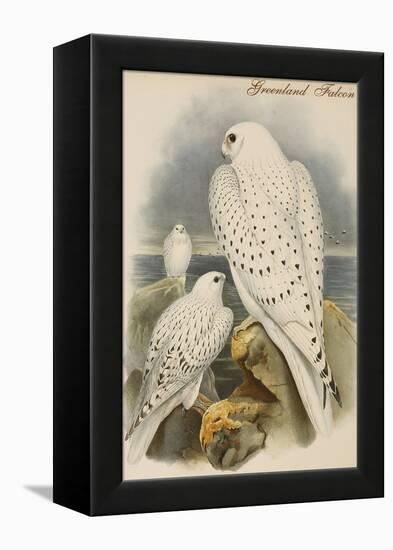 Greenland Falcon-John Gould-Framed Stretched Canvas