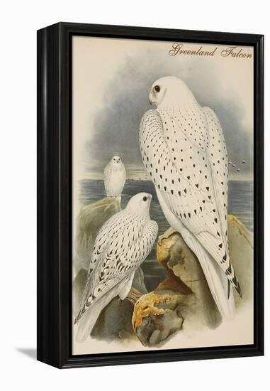 Greenland Falcon-John Gould-Framed Stretched Canvas