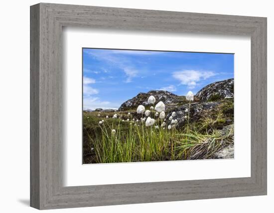 Greenland, Qeqertarsuaq, Cottongrass (Eriophorum angustifolium) in the Hundefjord-Miva Stock-Framed Photographic Print