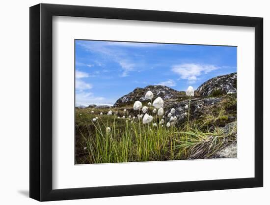 Greenland, Qeqertarsuaq, Cottongrass (Eriophorum angustifolium) in the Hundefjord-Miva Stock-Framed Photographic Print