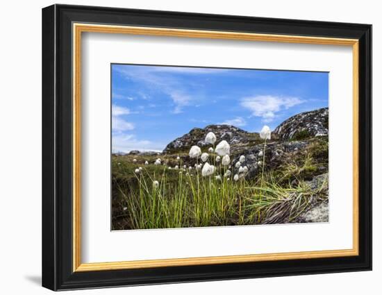 Greenland, Qeqertarsuaq, Cottongrass (Eriophorum angustifolium) in the Hundefjord-Miva Stock-Framed Photographic Print