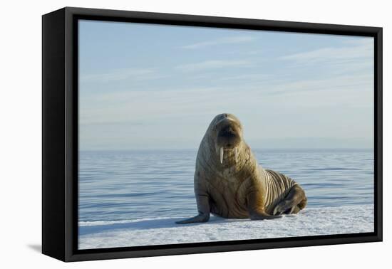 Greenland Sea, Norway, Spitsbergen. Walrus Rests on Summer Sea Ice-Steve Kazlowski-Framed Premier Image Canvas