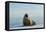 Greenland Sea, Norway, Spitsbergen. Walrus Rests on Summer Sea Ice-Steve Kazlowski-Framed Premier Image Canvas