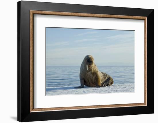 Greenland Sea, Norway, Spitsbergen. Walrus Rests on Summer Sea Ice-Steve Kazlowski-Framed Photographic Print